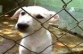 Câmara inicia trabalhos para implantar o Estatuto de Defesa dos Animais 