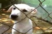 Câmara inicia trabalhos para implantar o Estatuto de Defesa dos Animais 