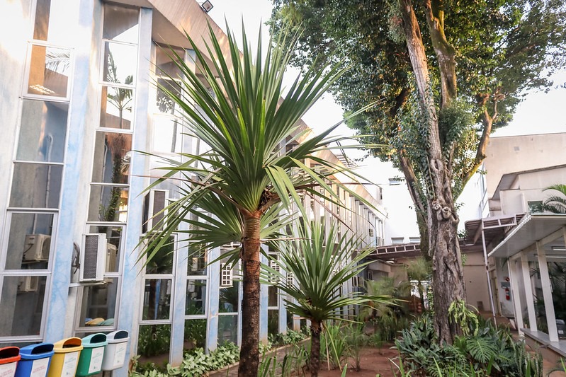 250 anos: Câmara promove o plantio de 25 mudas no aniversário da cidade; meta, em parceria com a Reviva Planet Green, é chegar ao cultivo de 250 árvores frutíferas